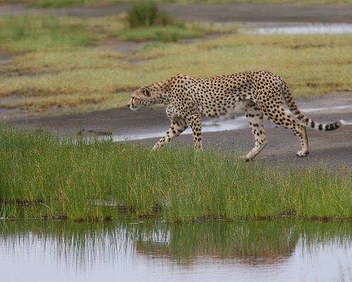 獵豹 Cheetah 獵豹沿著季節性水塘邊的草地行走