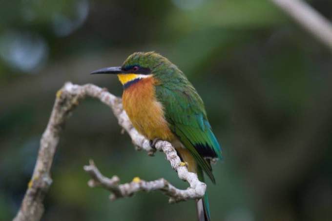 栗胸蜂虎 Cinnamon-chested Bee-eater 栗胸蜂虎停棲在枝條上,背景為模糊的綠色林地