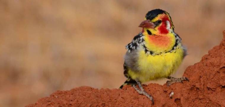 紅黃擬啄木 Red-and-yellow Barbet 紅黃擬啄木停在紅土白蟻丘上