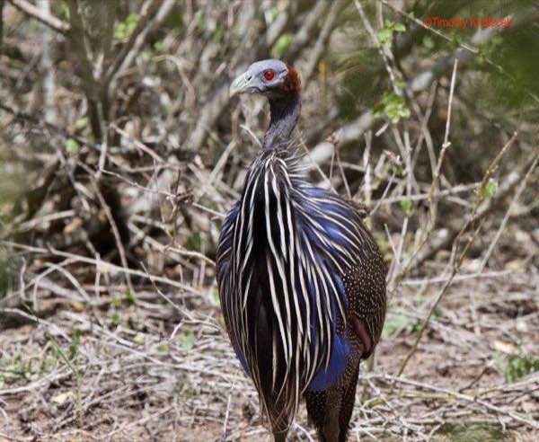 兀鷲珠雞 Vulturine Guineafowl 兀鷲珠雞展現藍色與白色細長頸羽